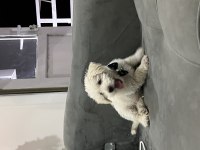 3 Aylık Yavru Maltipoo Oyuncu Zeki