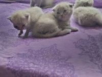Scottish fold british shorthair