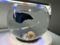 Betta balığı
