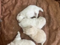 Mersin içi sahiplendirilecek pomeranian