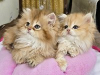 British Longhair golden kızlar