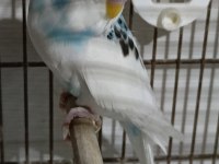 Kuşları P. Shop Kuşları İle Kıyaslamayın