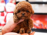 Toy Poodle Yavrularımız