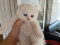 45 günlük scottish fold Yavrularım