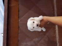Kar Beyaz Mutluluk Köpekler Yeni Yuvalarını Arıyorlar