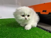 Irk Ve Sağlık Garantili Scottish Fold