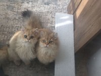 British Longhair Black golden Shaded (BLH NY 11)