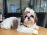 Şecereli shih tzu