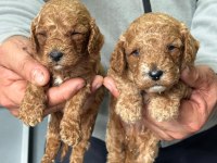 Toy poodle yavrular