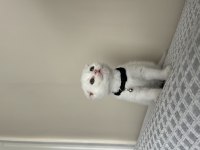 Beyaz Scottish Fold yavrum