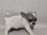 Chihuahua yavrular
