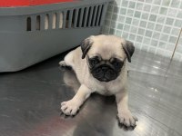 Dünya Tatlısı Pug Yavruları