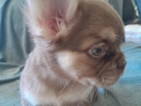 ROJO AND TAN FRENCH BULLDOG YAVRULARI