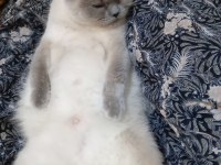 British Shorthair Yavru Sütten Kesildi