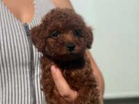 Toy poodle dişi yavrumuz