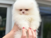 MAVİ GÖZLÜ POMERANİAN BOO TEDDY FACE