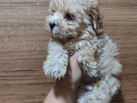 F2 Duble Dizayn Baby Maltipoo