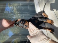 Sağlık IRK garantili Doberman Yavrularım