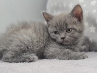 2 aylık dişi british shorthair