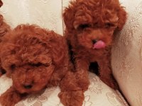 Show kalite redbrown kore toy poodle yavrularımız
