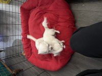 Şivava köpekler için lütfen whatsapp dan iletişime geçin