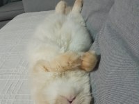 10 AYLIK SAFKAN İRAN KEDİSİ