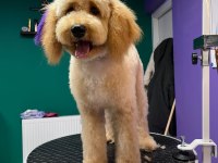 Güvenebileceğimiz aileye aşıları tam toy poodle