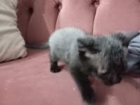 Teslime hazır blue point british shorthair yavrular