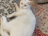 Beyaz british shorthair konya