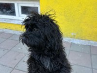 Maltipoo Oğlumuz Pablo
