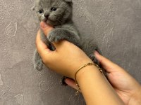 British shorthair blue point