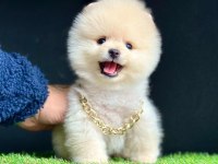 Safkan Pomeranian Boo Bebekler