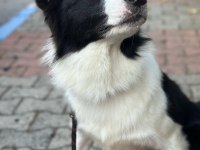 Eğitimli Border Collie – SKS 1.si İstanbul