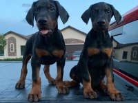 A kalite garantili doberman bebekler