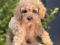 Orjinal Babyface Toy poodle yavrular