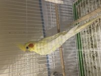 Heavy CF Clear Albino Lutino El Besleme Yavru Sultan
