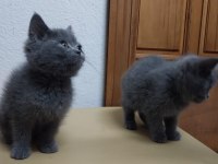 55 günlük 2 dişi 2 erkek ve 30 günlük 6 yavru scottish