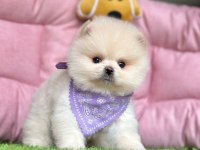 Sevimli Pomeranian Boo Yavrularımız