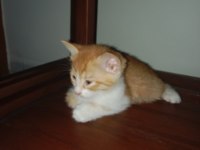 5 adet yavru sarman kedi