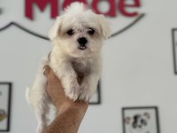 Petmode köpek çiftliğinde ziyarete açık kore maltese