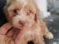 Maltipoo yavrularımız sağlık ve ırk garantilidir