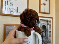 Mini Boy Teacup Poodle Yavru