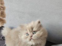 Acil sadece aileye british longhair