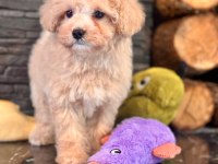Teddy surat Kore kan Maltipoo yavrularımız