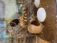 Ucuza harlequinn morf crested gecko
