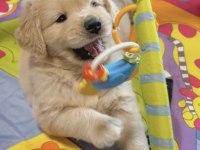 Baby face golden retriever bebekler