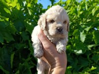 Maltipoo Bebeklerim