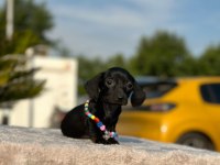 Show kalite sosis köpeği yavruları