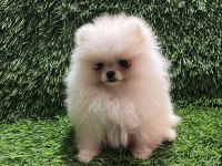 POMERANİAN BOO DİŞİ YAVRULAR