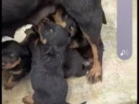 Rottweiler Aileden Bir Parça Olacaksa Sahiplenin